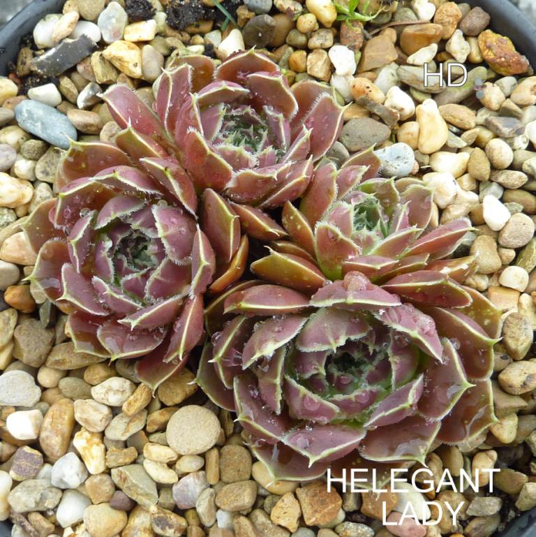 Helegant Lady / Jovi