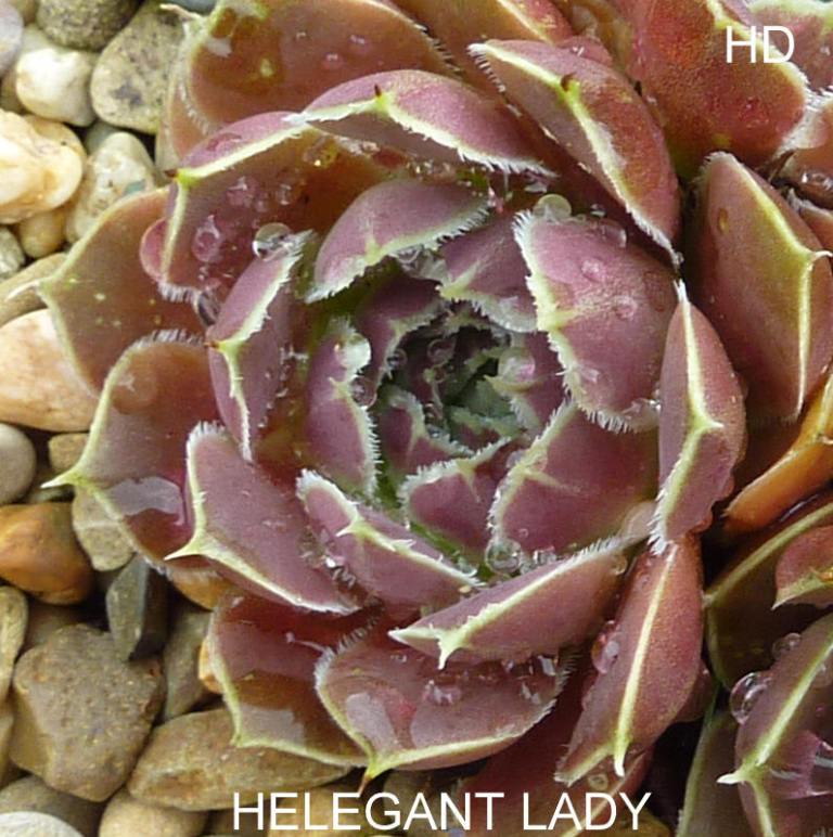 Helegant Lady / Jovi