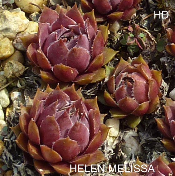 Helen Melissa
