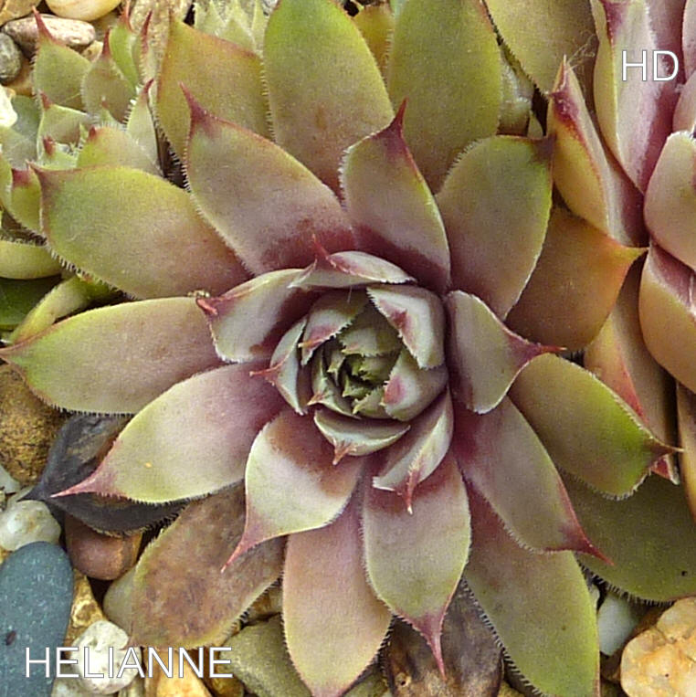 Helianne