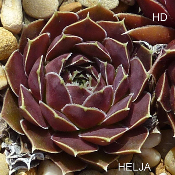 Helja / Jovi