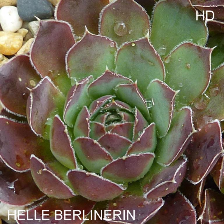 Helle Berlinerin / Jovi