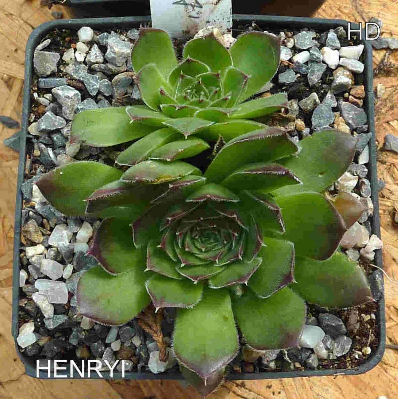 Henryi / Jovi