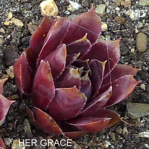 Her Grace