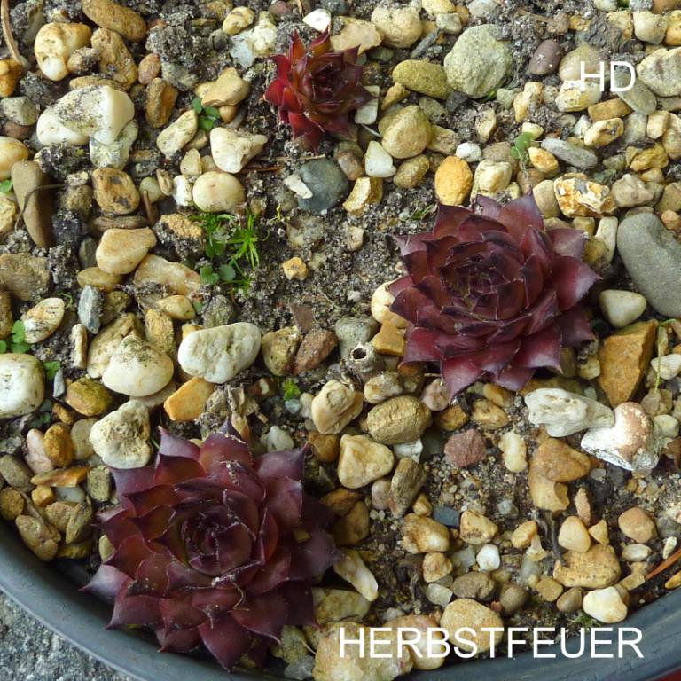 Herbstfeuer