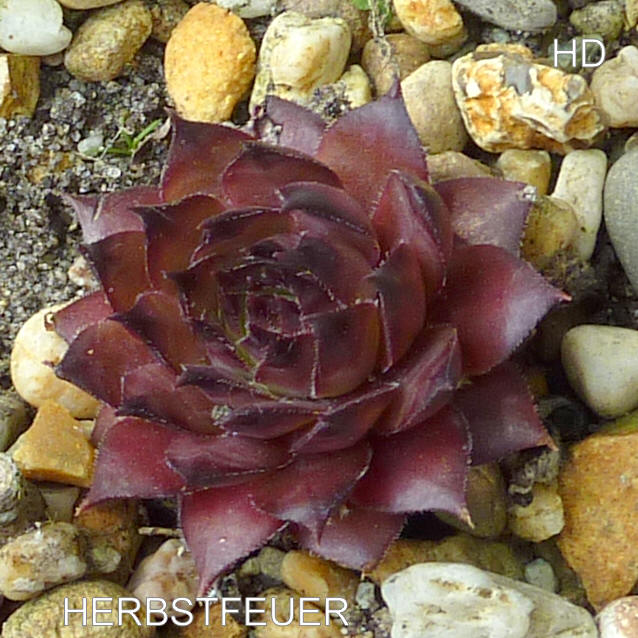 Herbstfeuer