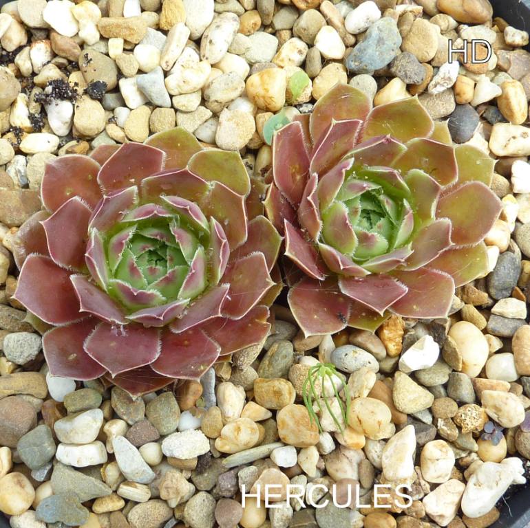 Hercules / Jovi