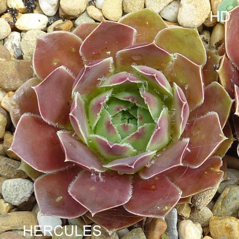 Hercules / Jovi