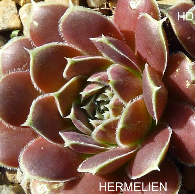 Hermelien / Jovi