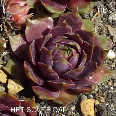 Het Soute Dal