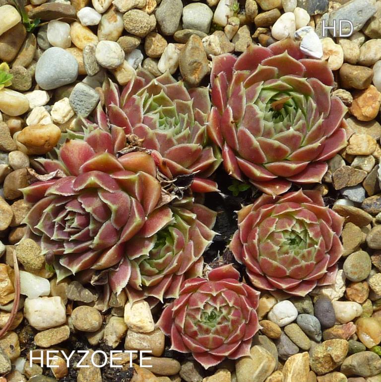 Heyzoete / Jovi