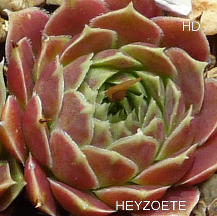 Heyzoete / Jovi