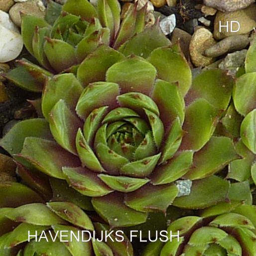 Havendijks Flush