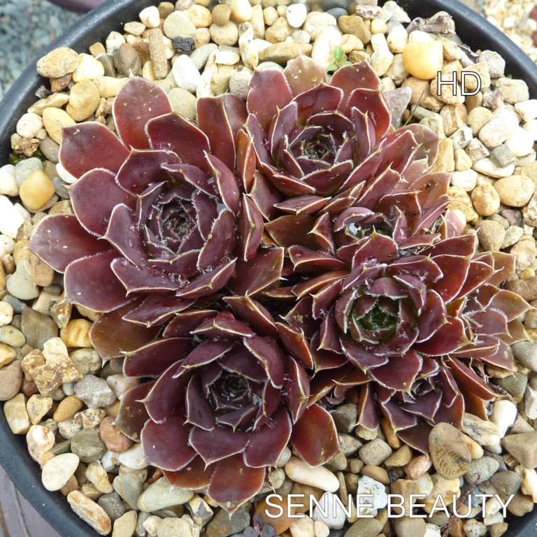 Senne Beauty / Jovi