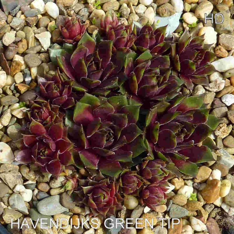 Havendijks Green Tip