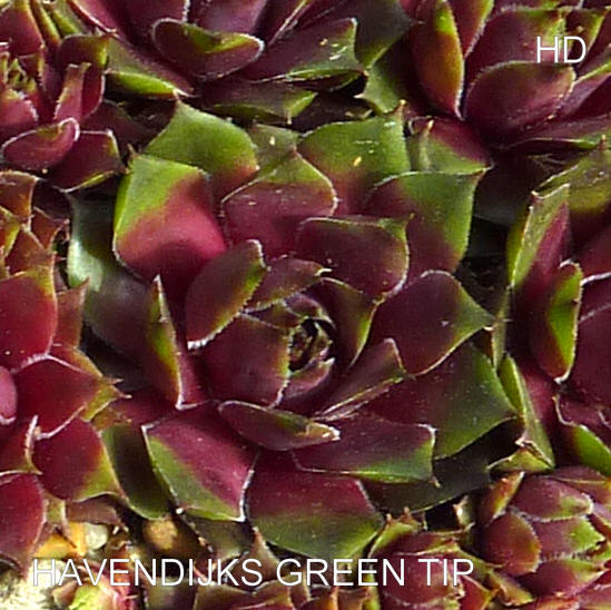 Havendijks Green Tip