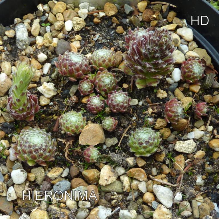 Hieronima
