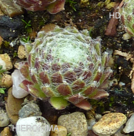 Hieronima