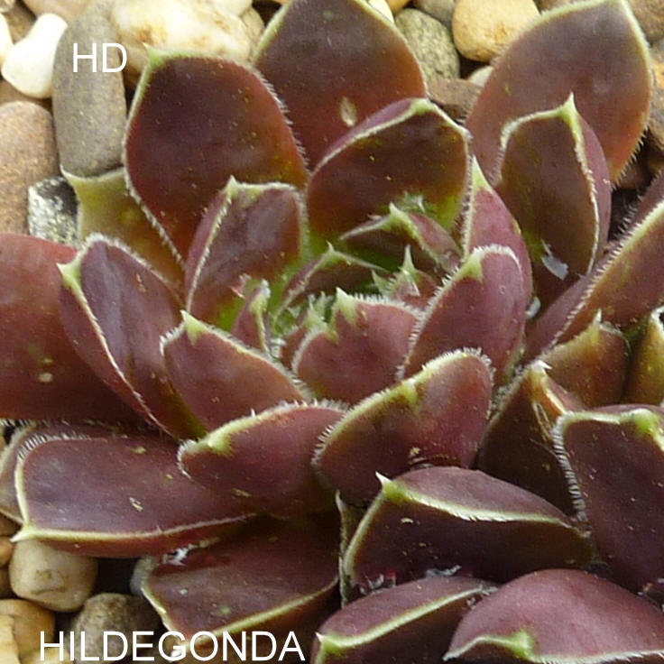 Hildegonda / Jovi