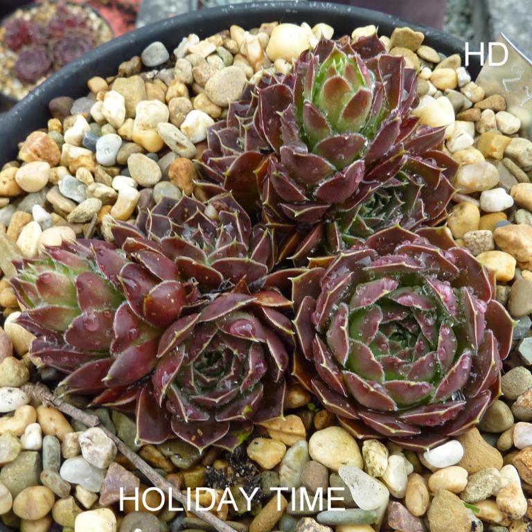 Holiday Time / Jovi