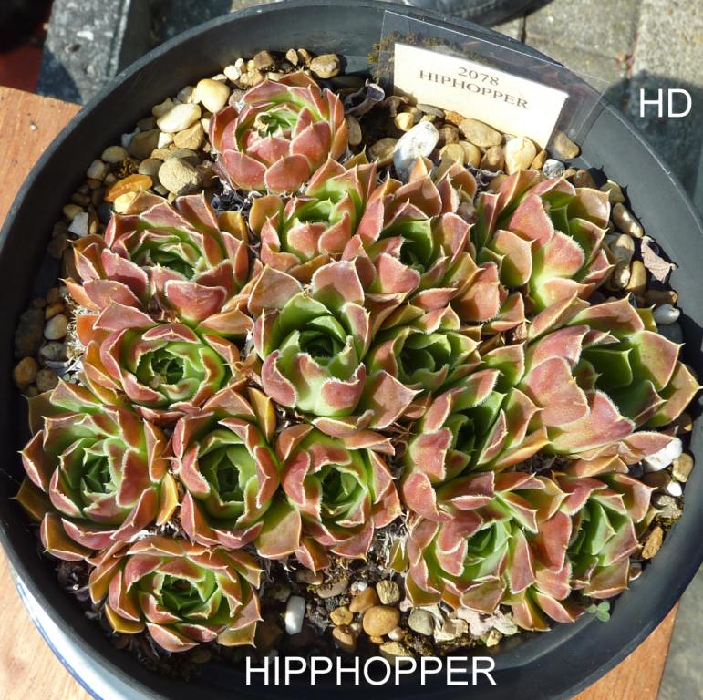 Hiphopper / Jovi