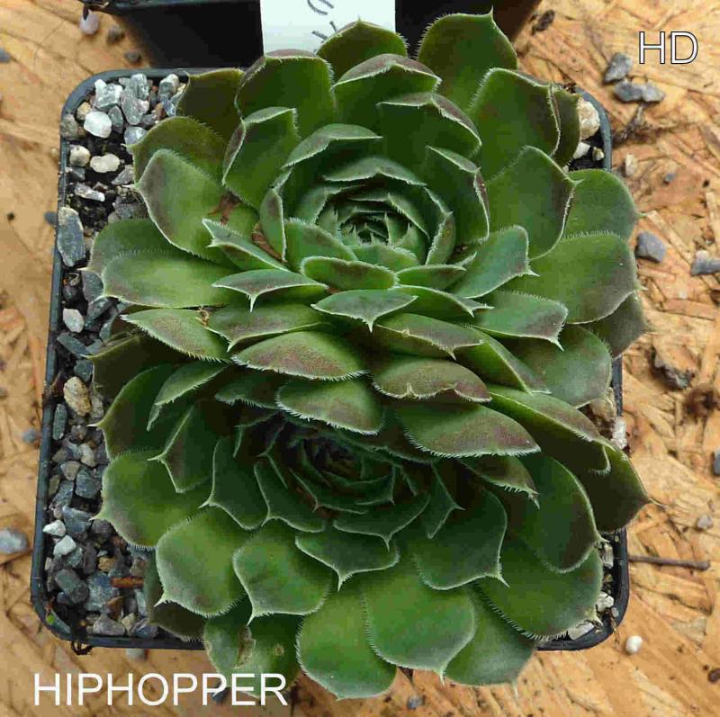 Hiphopper / Jovi