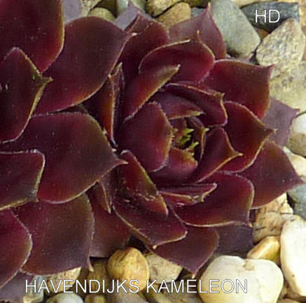 Havendijks Kameleon