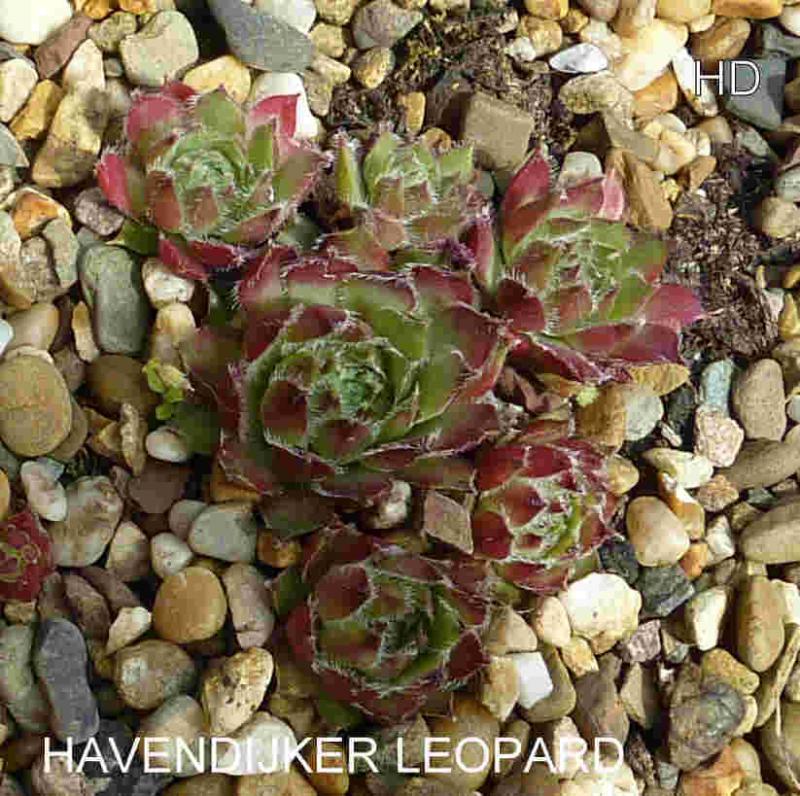 Havendijker Leopard