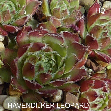 Havendijker Leopard