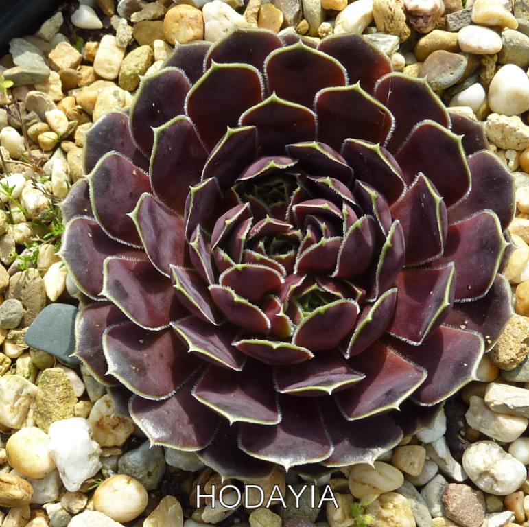 Hodayia / Jovi