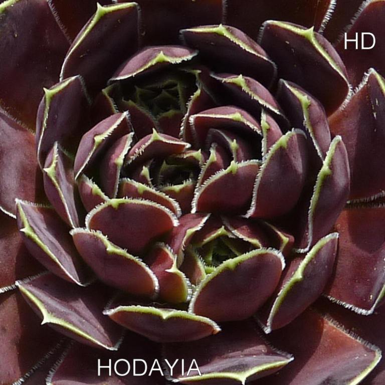 Hodayia / Jovi