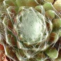 Hodi's Spinne