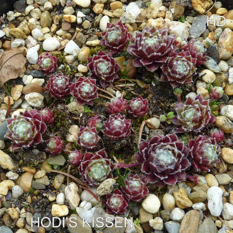 Hodi's Kissen