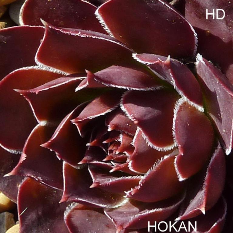 Hokan / Jovi