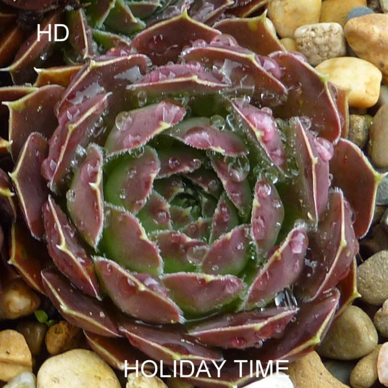 Holiday Time / Jovi