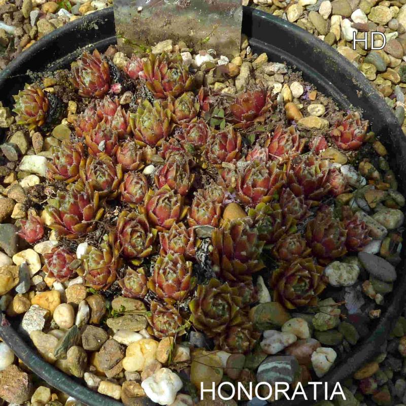 Honoratia