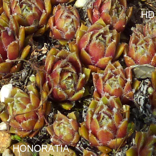 Honoratia