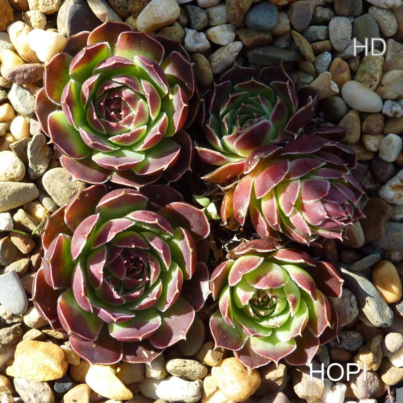 Hopi / Jovi