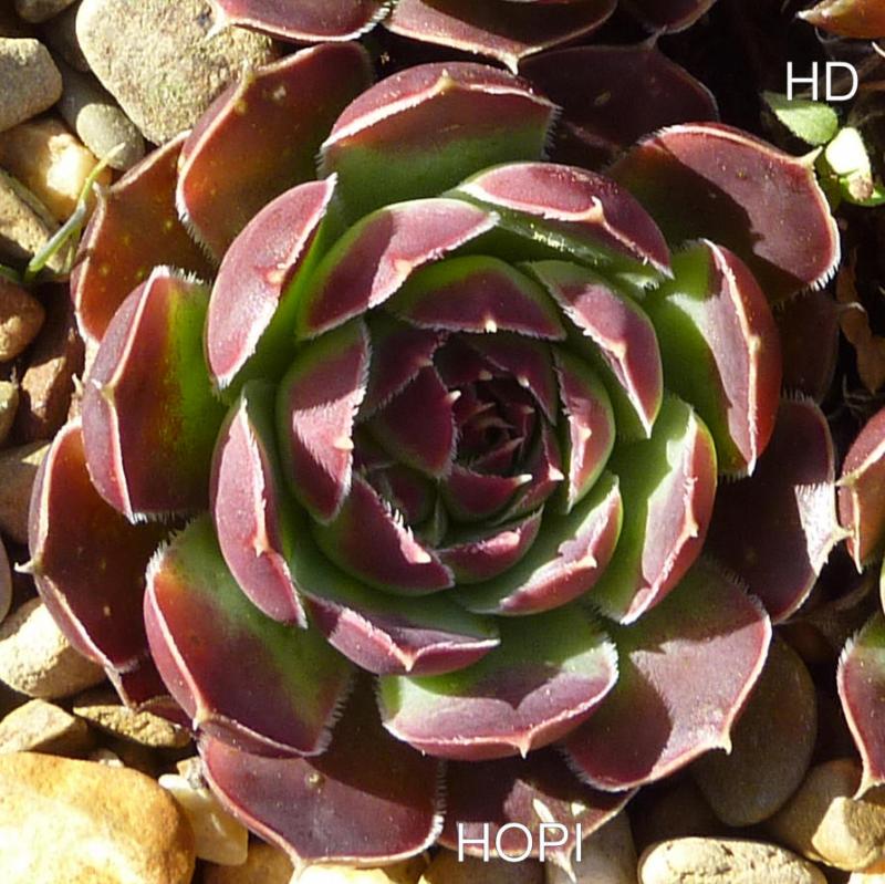 Hopi / Jovi