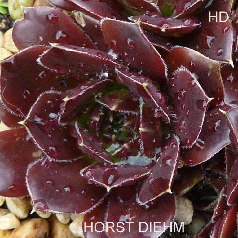 Horst Diehm / Jovi