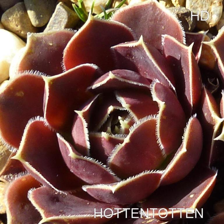 Hottentotten / Jovi