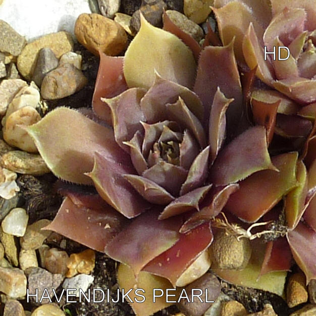 Havendijks Pearl