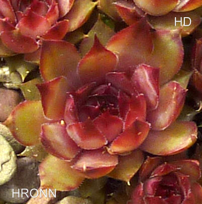 Hronn