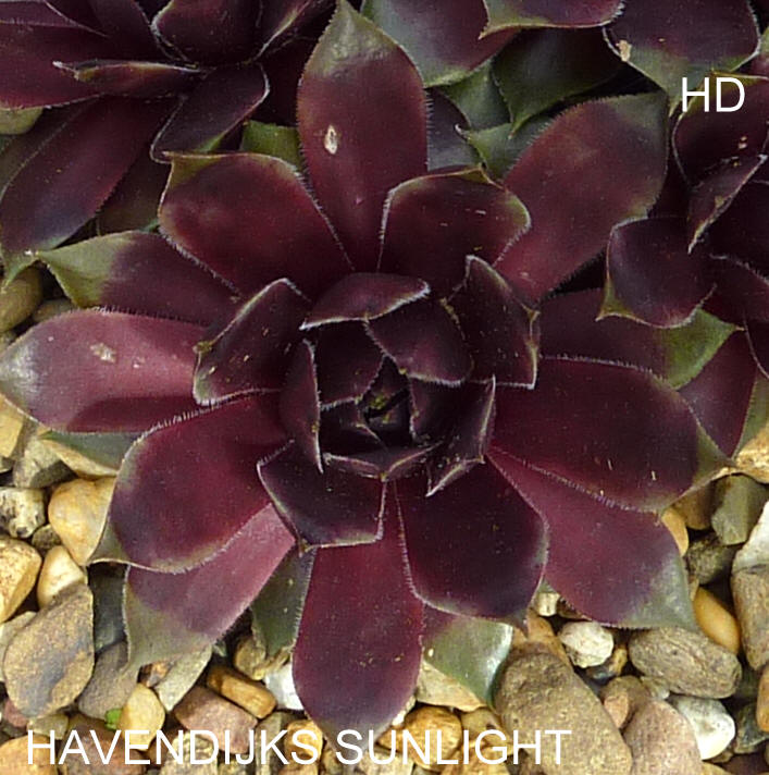 Havendijks Sunlight