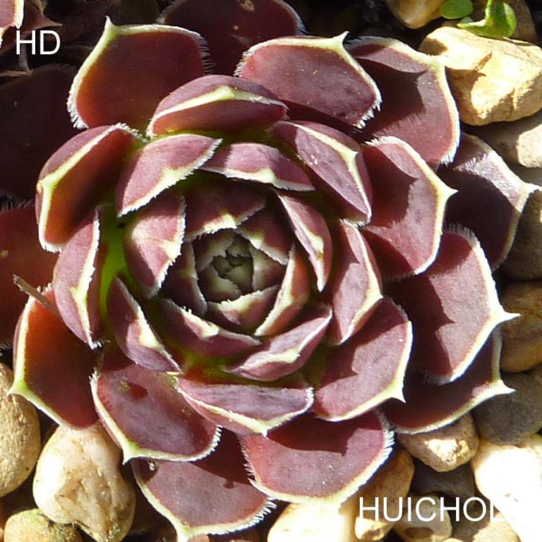 Huichol / Jovi