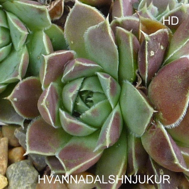 Hvannadalshnjukur / Jovi