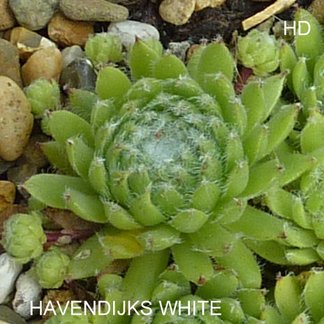 Havendijks White