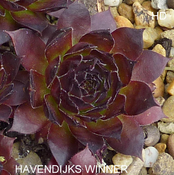 Havendijks Winner