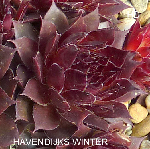 Havendijks Winter