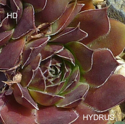 Hydrus / Jovi